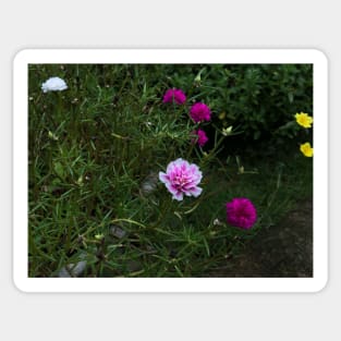 pink flower in the garden Sticker